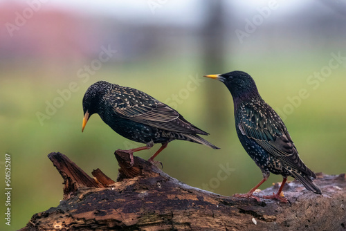 blackbird on a branch