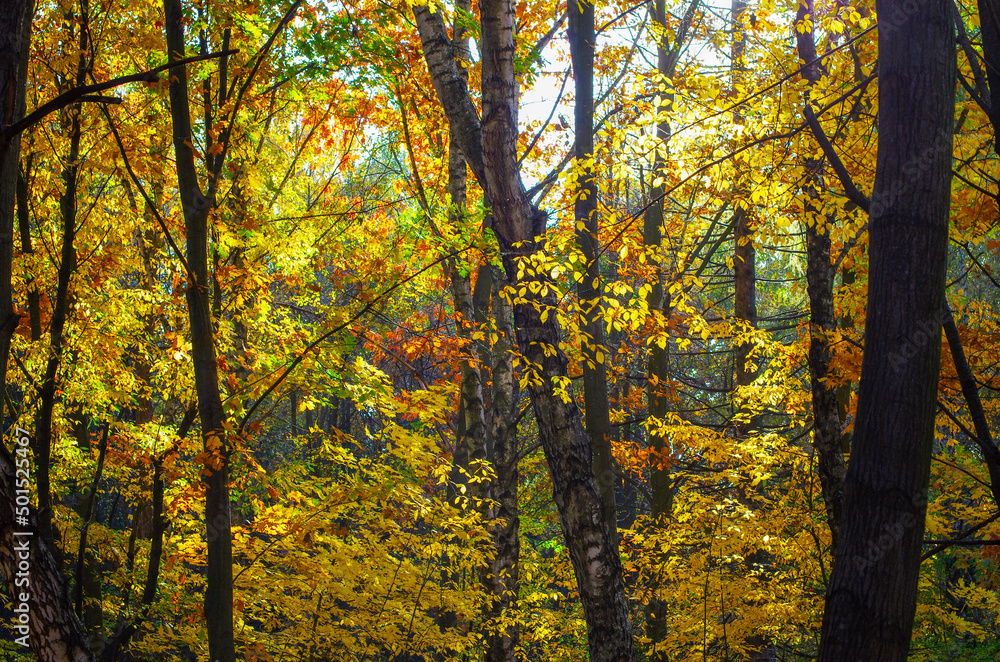 Yellow maple leaves on a twig in autumn Yellow maple leaves on a twig in autumn