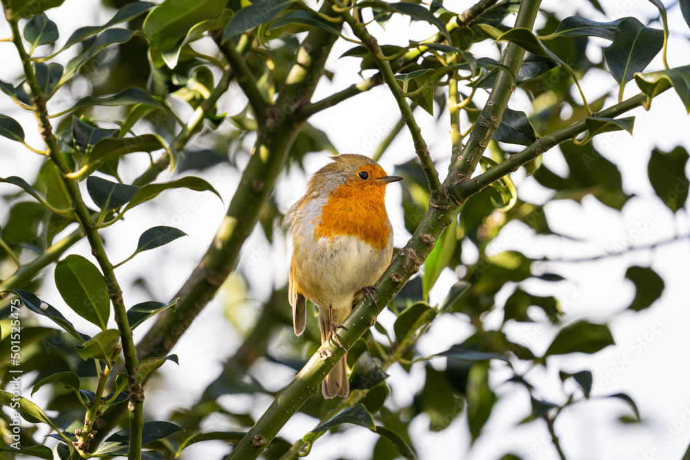 robin on a branch robin on a branch