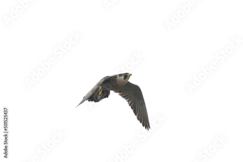 peregine falcon in the field © Matthewadobe