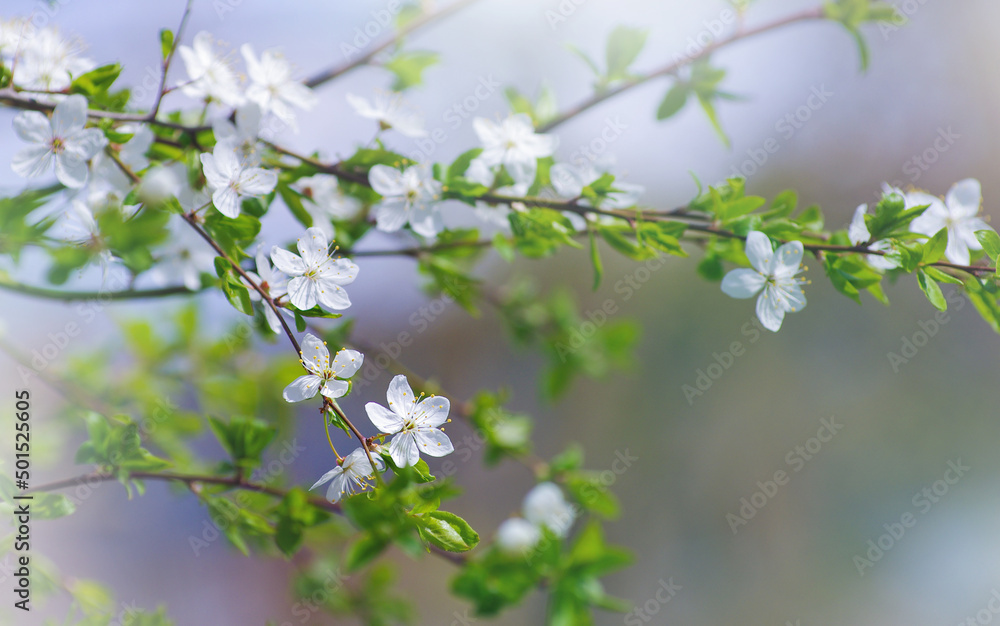 Cherry branch with beautiful background Cherry branch with beautiful background