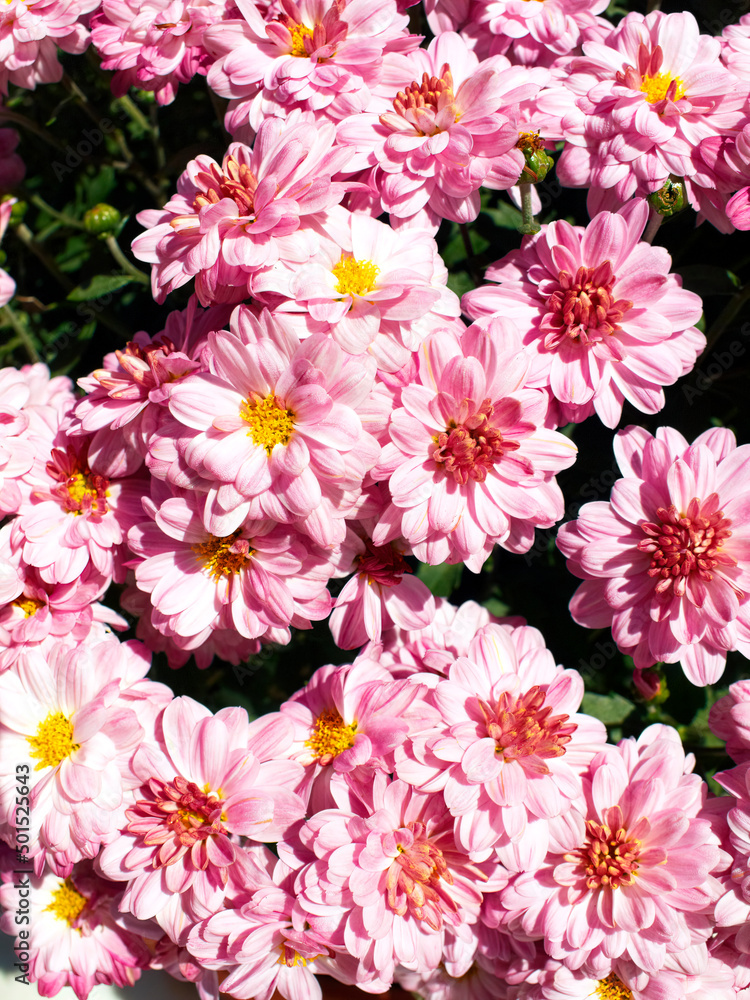 Naklejka Bright pink chrysanthemum flowers top view close up, as a natural background