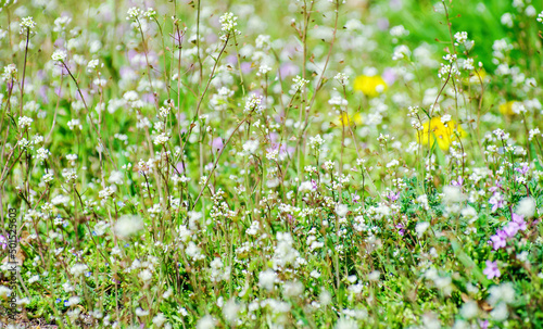 abstract blossom flowers on field