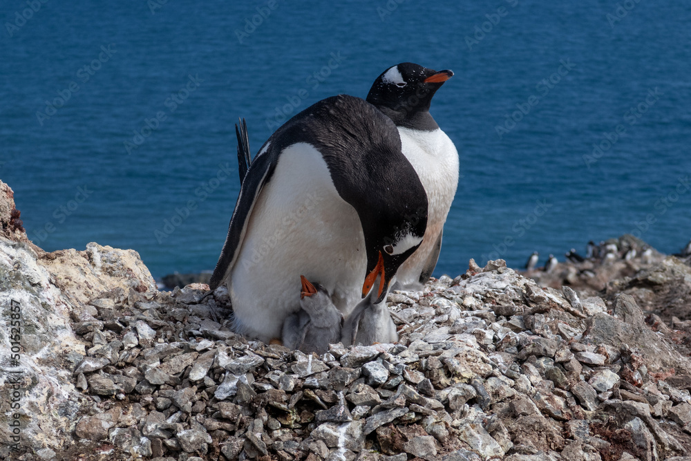 Fototapeta premium Antarctica gentoo penguins with baby penguins