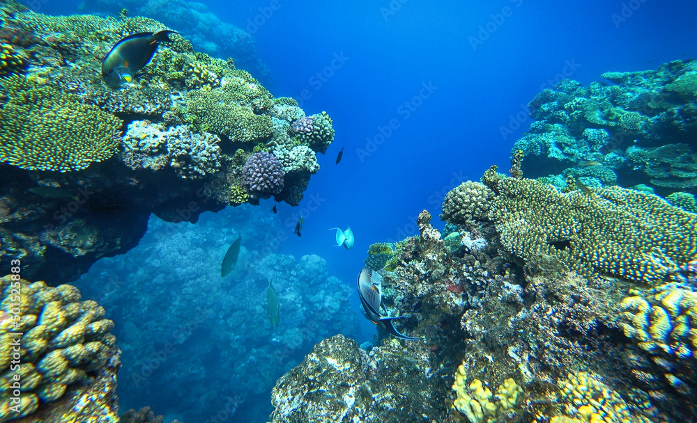 amazing coral reef and fish
