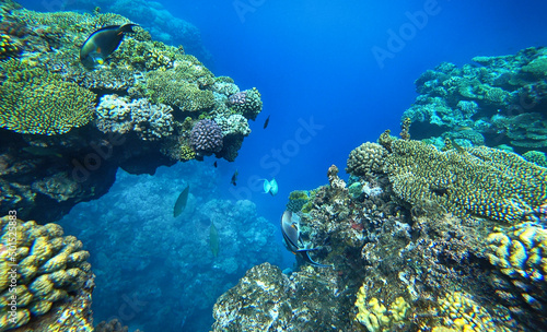 amazing coral reef and fish