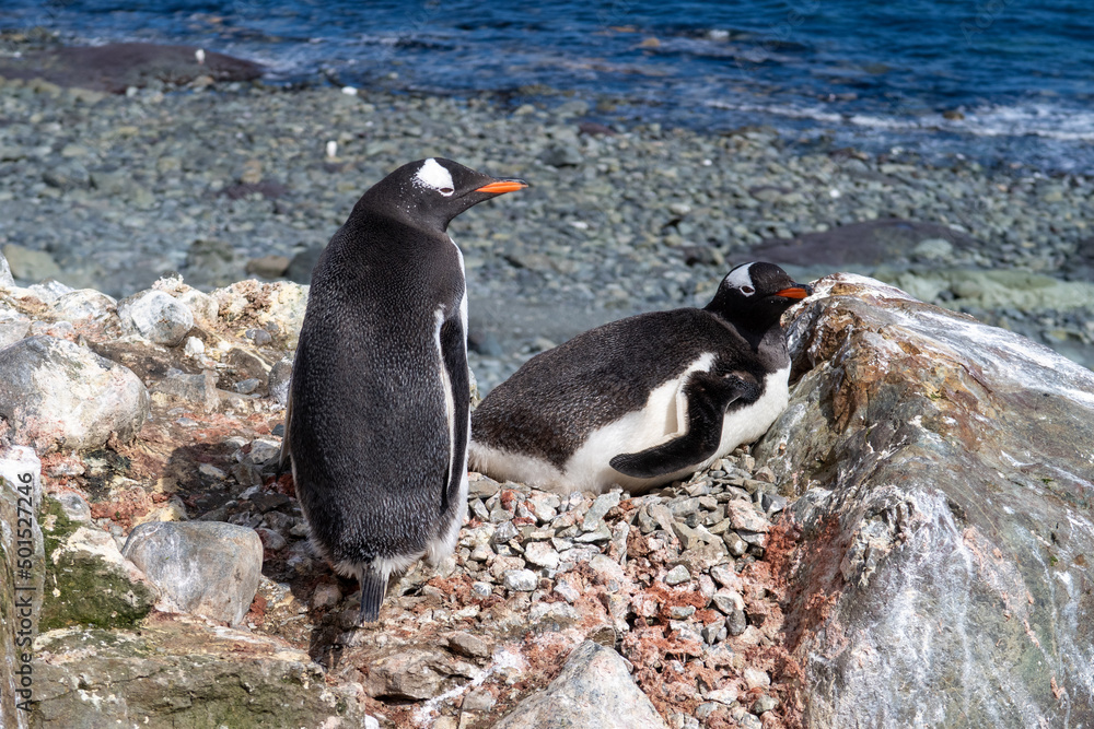 Fototapeta premium Antarctica gentoo penguins on the snow ground and cold water