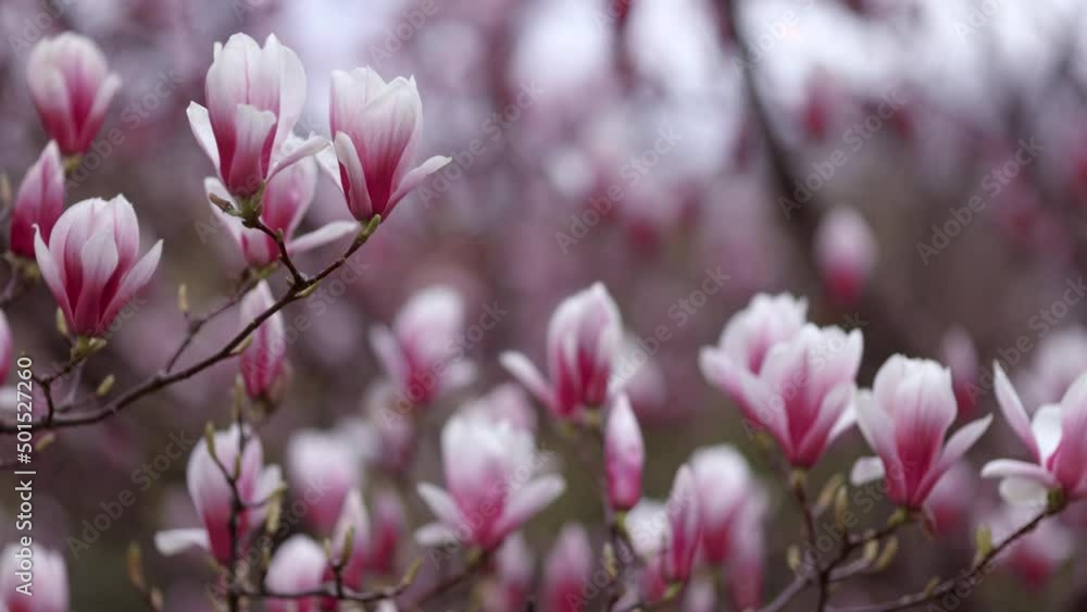 opulent blooming magnolia tree swaying on the wind on spring day opulent blooming magnolia tree swaying on the wind on spring day