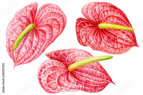 Watercolor set of tropical flowers, isolated white background, hand drawing anthurium flower, botanical illustration