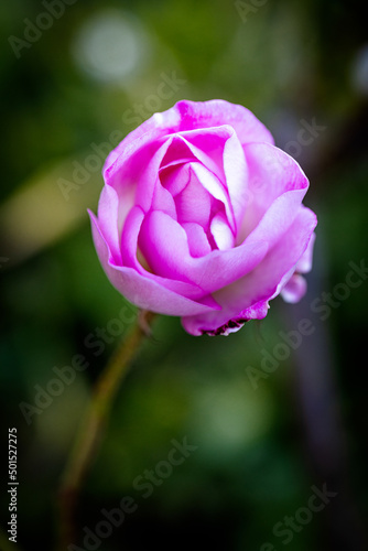 Wallpaper Mural Beautiful flower close-up Torontodigital.ca