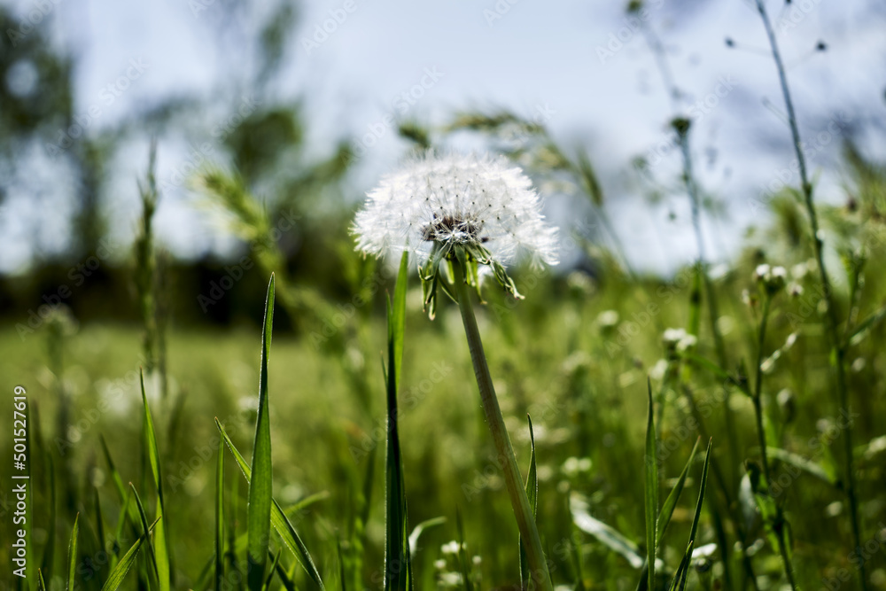 a white fluffy dandelion among green grass in a field against a blue sky background
