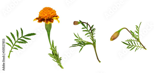 Set of wild marigold flower...