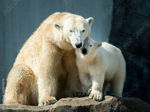 Young polar bear with mother in a zoo