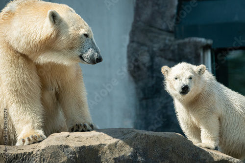 Fotografiet Young polar bear with mother in a zoo
