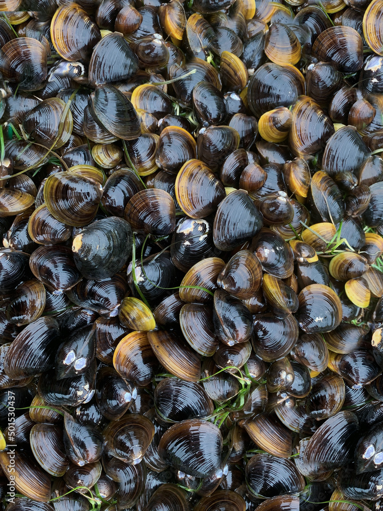 Lots of mussels in a closed shell.
Caught marine bivalve mollusk seafood. Amino acids are helpful. Concept: Superfood, diet product, blog intro. Lots of mussels in a closed shell.
Caught marine bivalve mollusk seafood. Amino acids are helpful. Concept: Superfood, diet product, blog intro.