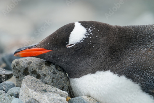 Antarctica sleeping gentoo penguins 