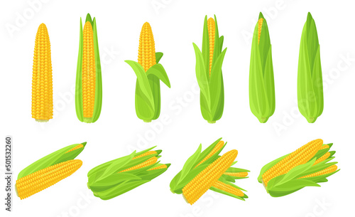 Set of fresh corn in cartoon style. Vector illustration of vegetables large and small sizes, peeled and unpeeled on white background.