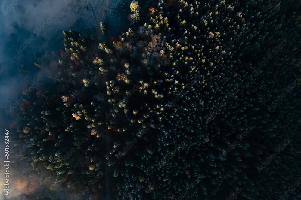 Aerial view of trees covered with hoarfrost in morning. Misty autumn forest. Drone photography