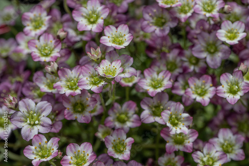 Wallpaper Mural Carpet of blooming pink flowers of the Mossy Saxifrage (Saxifraga x arendsii) floral background Torontodigital.ca