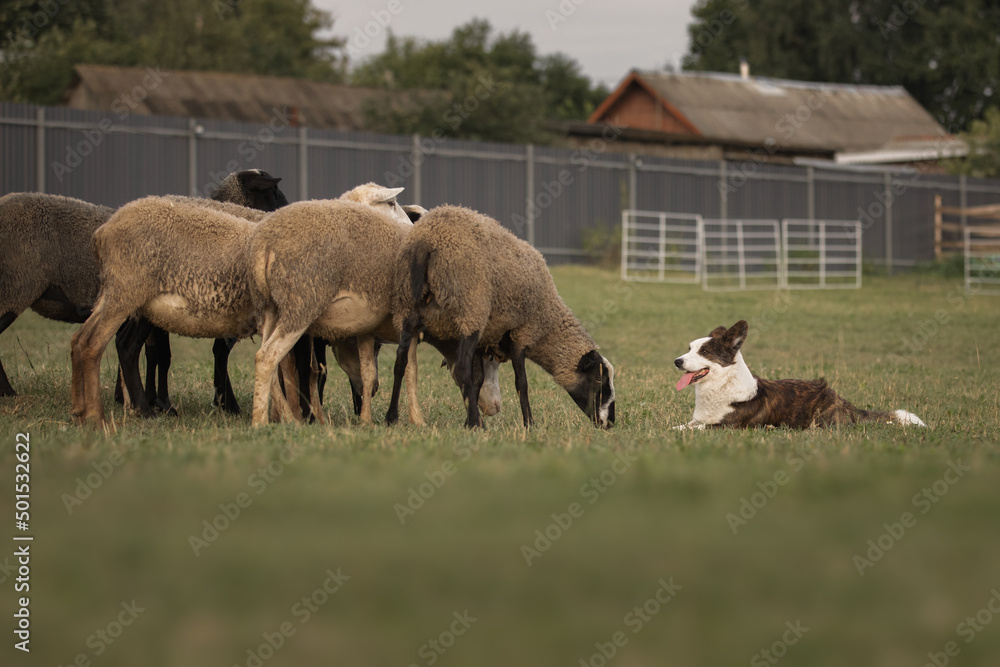 Fototapeta premium Cardigan welsh corgi dog gathers the sheep together