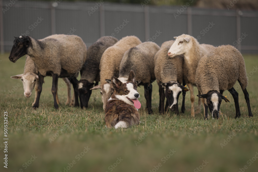 Obraz premium Cardigan welsh corgi dog gathers the sheep together