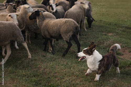 Cardigan welsh corgi dog gathers the sheep together