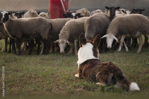 Cardigan welsh corgi dog gathers the sheep together