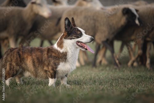 Cardigan welsh corgi dog gathers the sheep together