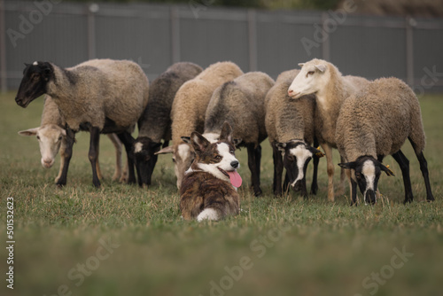 Cardigan welsh corgi dog gathers the sheep together