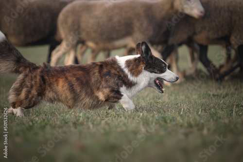 Cardigan welsh corgi dog gathers the sheep together
