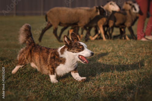 Cardigan welsh corgi dog gathers the sheep together