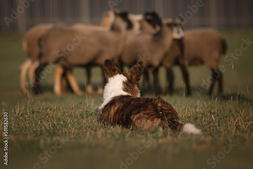 Cardigan welsh corgi dog gathers the sheep together