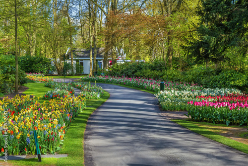 Flowerbed in Keukenhof garden, Netherlands