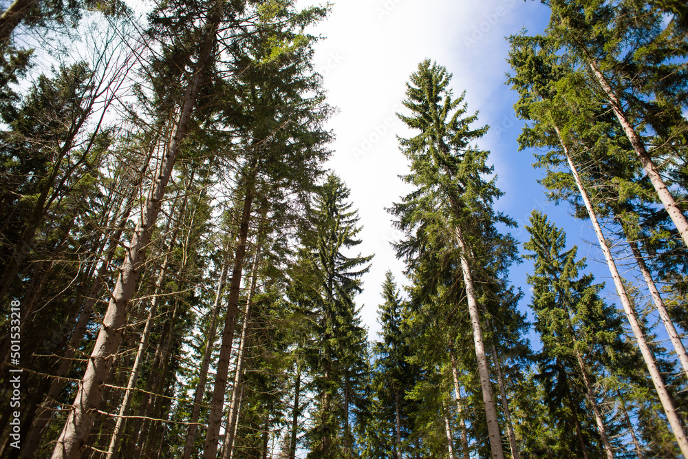 Beautiful mountain forest. The pine trees at the sun Beautiful mountain forest. The pine trees at the sun