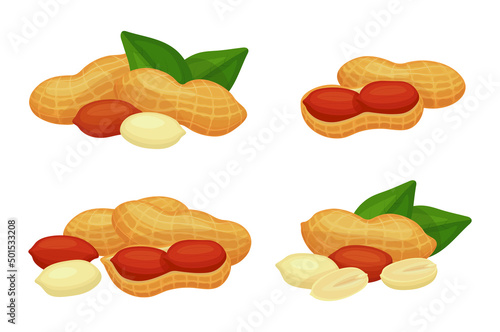 Set of fresh peanuts in cartoon style. Vector illustration of nuts large and small sizes, peeled and unpeeled, whole and cut on white background.