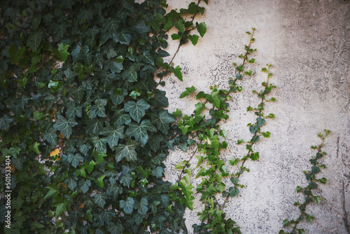 Climbing leaves on grey concrete wall background