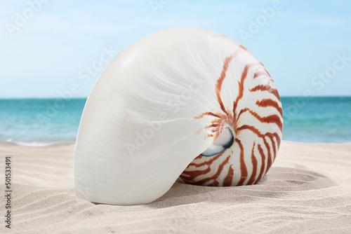Nautilus shell on sandy beach near ocean, closeup view