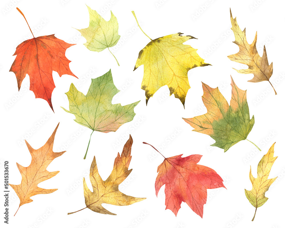 Obraz premium Watercolor autumn maple leaves