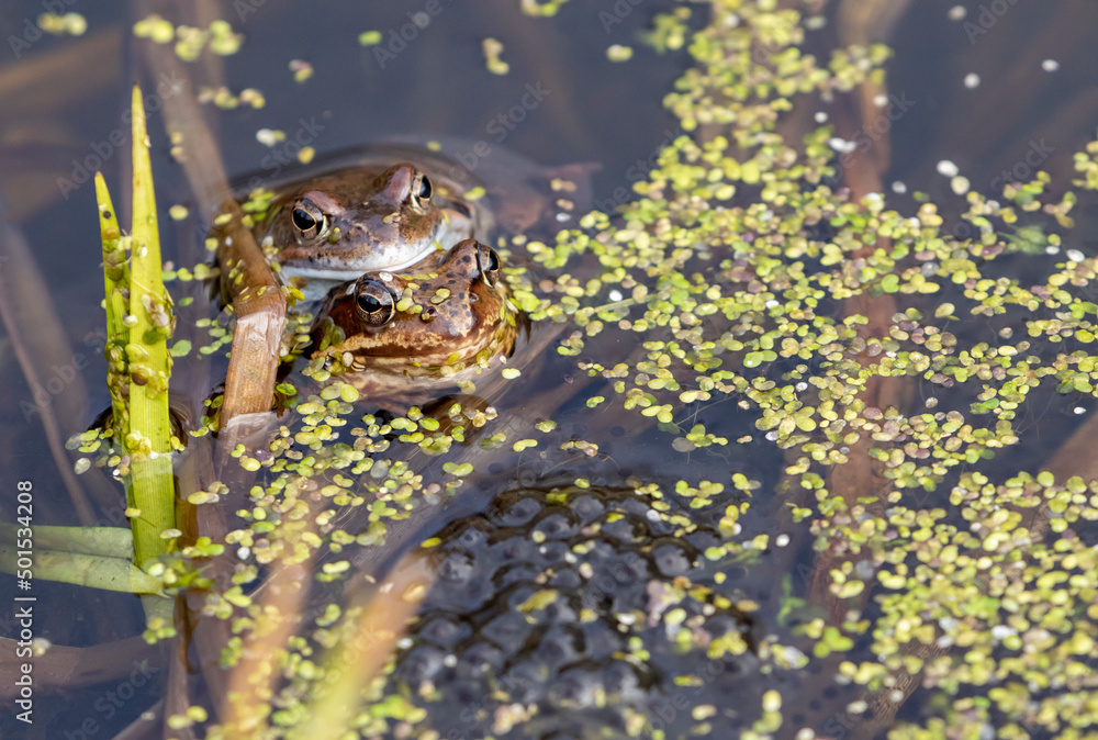 Common frogs, Rana temporaria in the water in small pond during spawning season