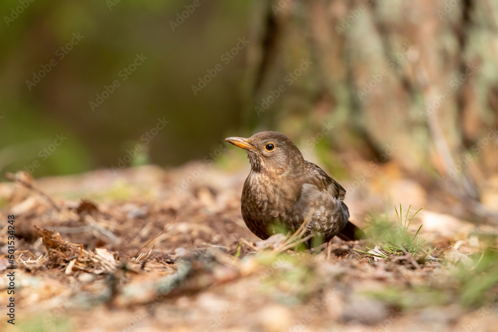 Female blackbird, Turdus merula standing on the ground in the forest on a sunny spring day in in Estonian nature Female blackbird, Turdus merula standing on the ground in the forest on a sunny spring day in in Estonian nature