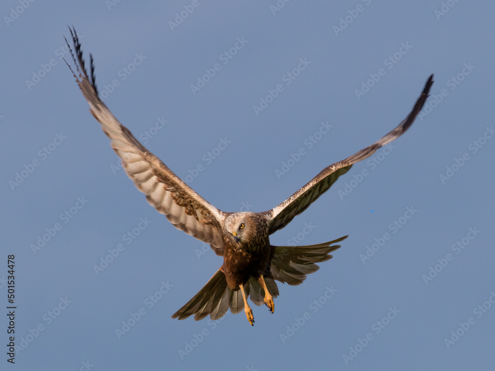 Western marsh harrier, Circus aeruginosus, glides in the sky in search of prey, hunting rodents and fish, large bird of prey, wide wings, long feathers, sharp beak Western marsh harrier, Circus aeruginosus, glides in the sky in search of prey, hunting rodents and fish, large bird of prey, wide wings, long feathers, sharp beak