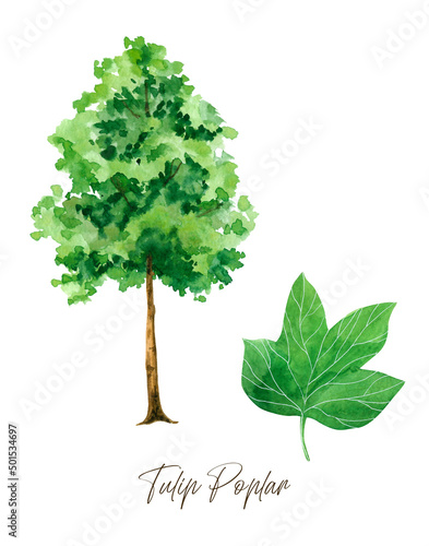 Schilderij op canvas Tulip Poplar tree with leaves, Watercolor printable wall art