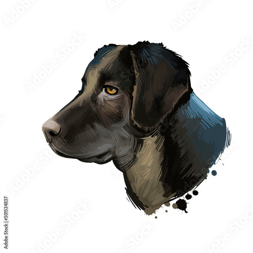 C o de Castro Laboreiro dog breed isolated on white background digital art illustration. Dog from Castro Laboreiro, Portuguese Cattle Dog Watch Dog, dog breed of the livestock guardian dog type. photo