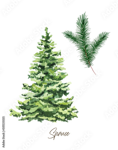 Spruce wall art  christmas tree isolated on white background