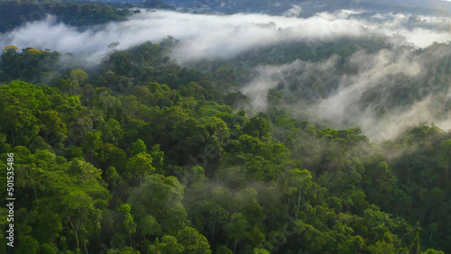 Landscape of Amazon