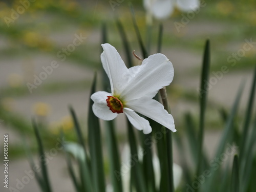 white spring flowers