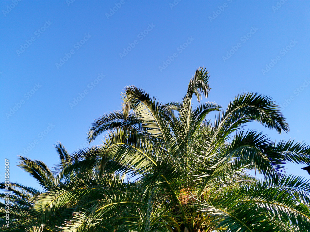 Travelling themed landscape with palm trees against blue skies in morning sunlight with a copy space. Natural summer relaxing background