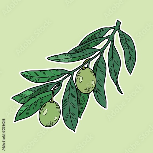 Olive tree branch with veins and green olive berries, line, natural vector botanical illustration