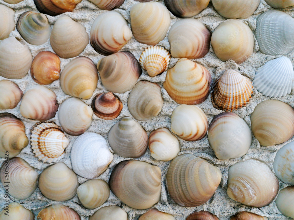 Grey, beige, brown polished venus seashells on cement wall. natural decorative seashells background. Relaxing decor. Summer vacation memories