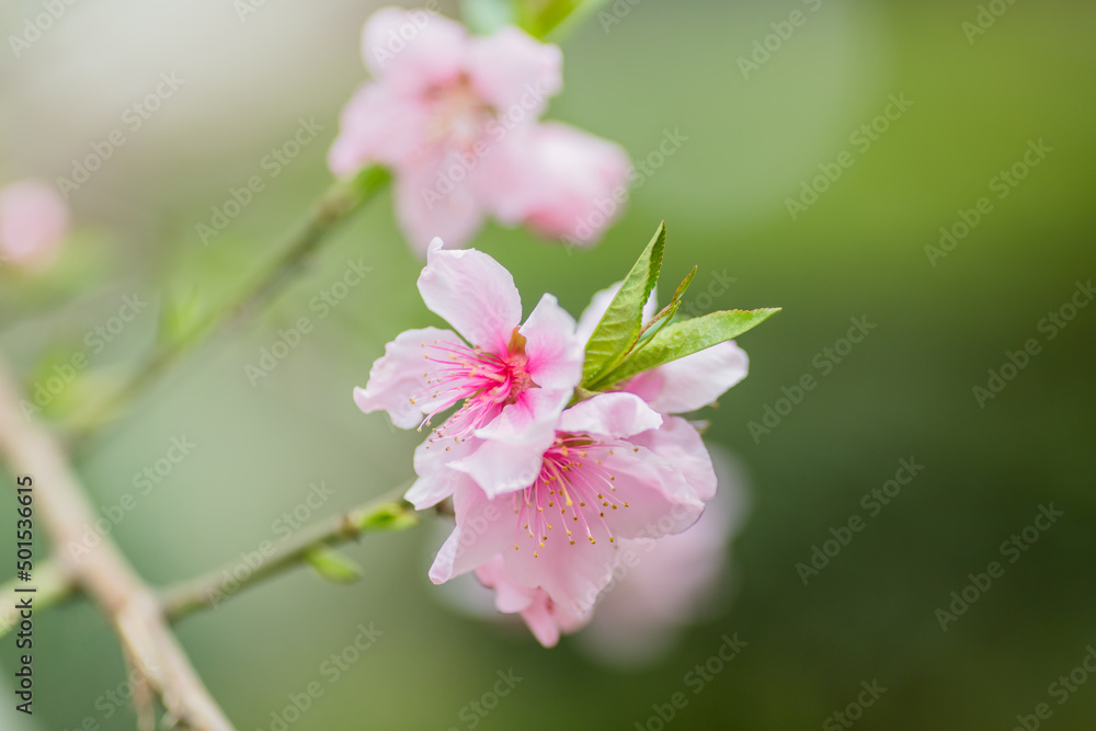 beautiful pink flower in spring beautiful pink flower in spring
